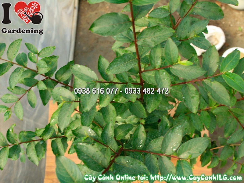 Phòng trị sâu bệnh cho chậu cây tường vi hoa đỏ