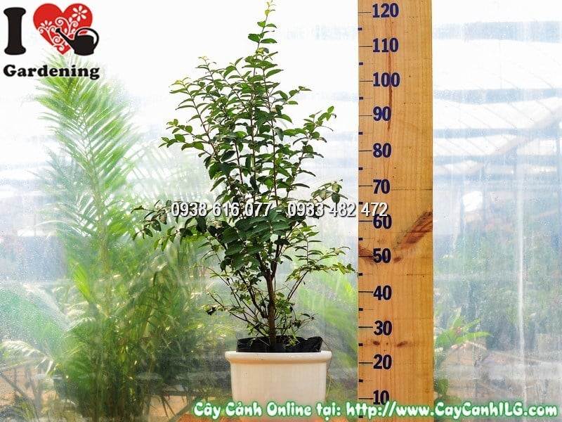 Tỉa cành và tạo dáng cho chậu tường vi hoa đỏ