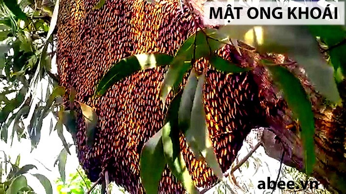mat-ong-khoai-abee