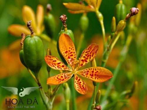 Cách chữa viêm họng hạt bằng cây rẻ quạt hiệu quả bất ngờ