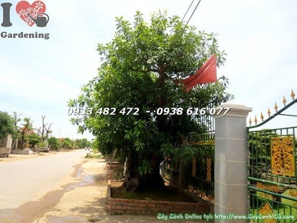 Cây chiếc lớn hoành 300cm cao 5m tại ILG