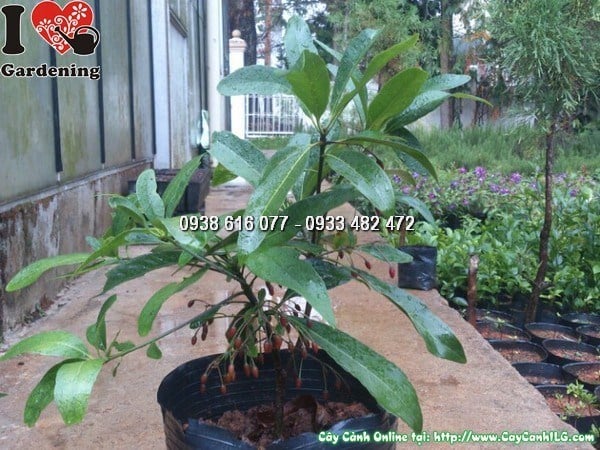 Hình ảnh cây cơm nước hoa đỏ – màu hoa đỏ rực nổi bật