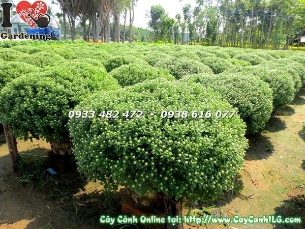 Chi tiết hoa cúc mâm xôi vàng nở rộ cây cao 55cm
