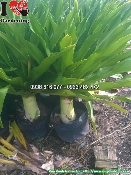 Chăm sóc và cắt tỉa cây Đại Tướng Quân
