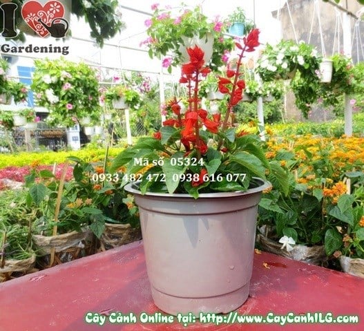 Cây xác pháo cao 15cm – hoa đỏ rực trồng thảm bồn cảnh