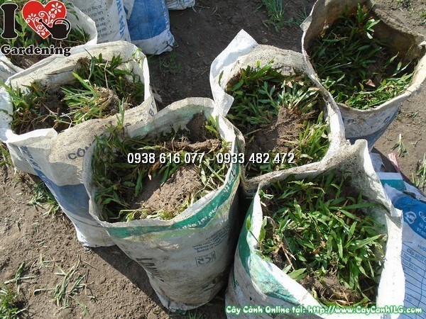 Cỏ lá gừng – cỏ thảm phủ nền xanh mướt cho sân vườn và công trình cảnh quan