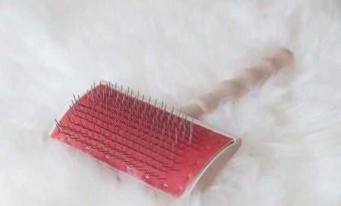 cách chải chăn lông cừu an toàn nhất
