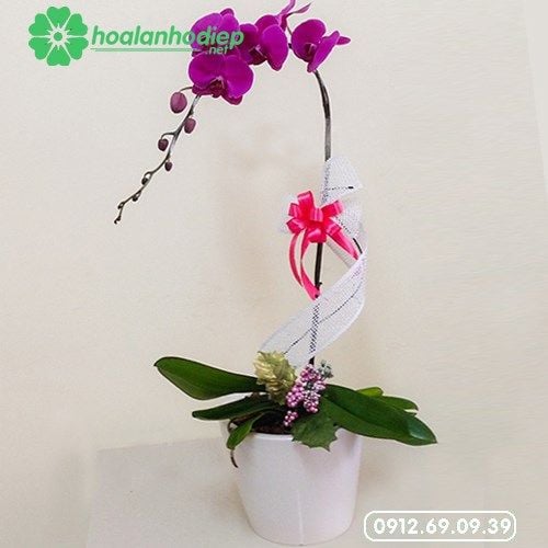 chau-hoa-lan-ho-diep-1-canh