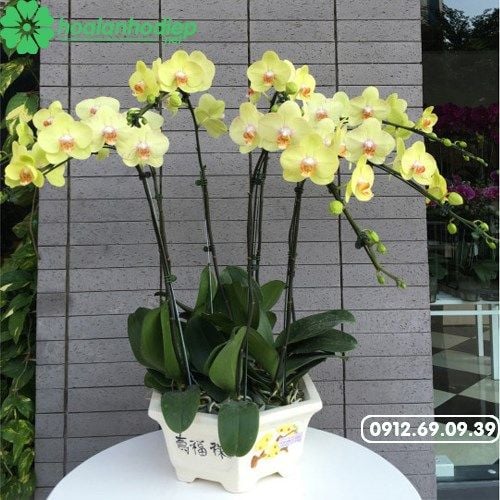 shop-hoa-lan-ho-diep
