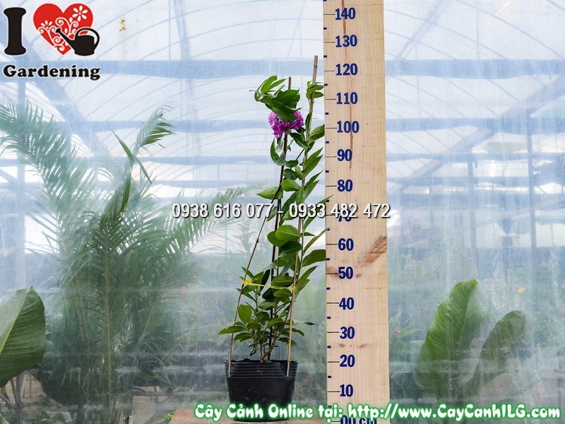 Cây bằng lăng tím giống mới cao 1m – giống lùn ra hoa sớm, trồng chậu sân vườn