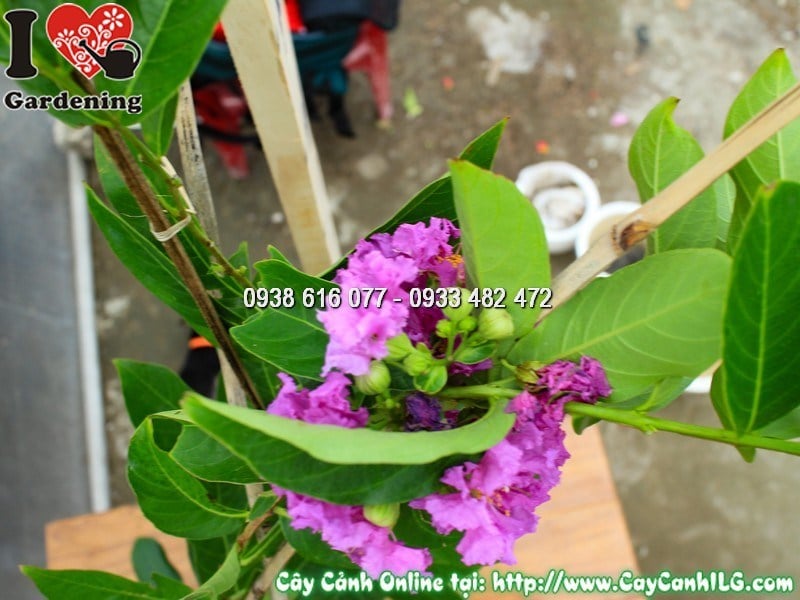 Chậu cây bằng lăng tím giống mới cao 1m — màu hoa tím đẹp
