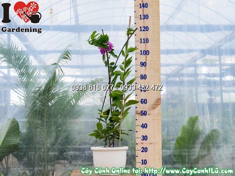 Cây bằng lăng tím cao 1m trồng chậu — dáng cây đẹp