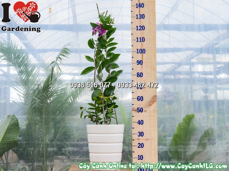 Chậu cây bằng lăng tím giống mới nở hoa tím rực rỡ