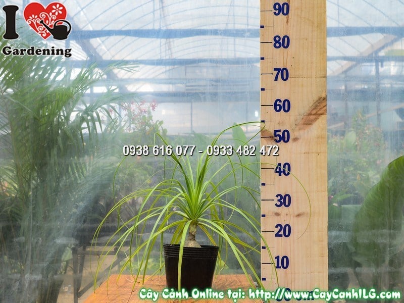 Cây Lan Bình Rượu trưng bày trong không gian cảnh quan hiện đại