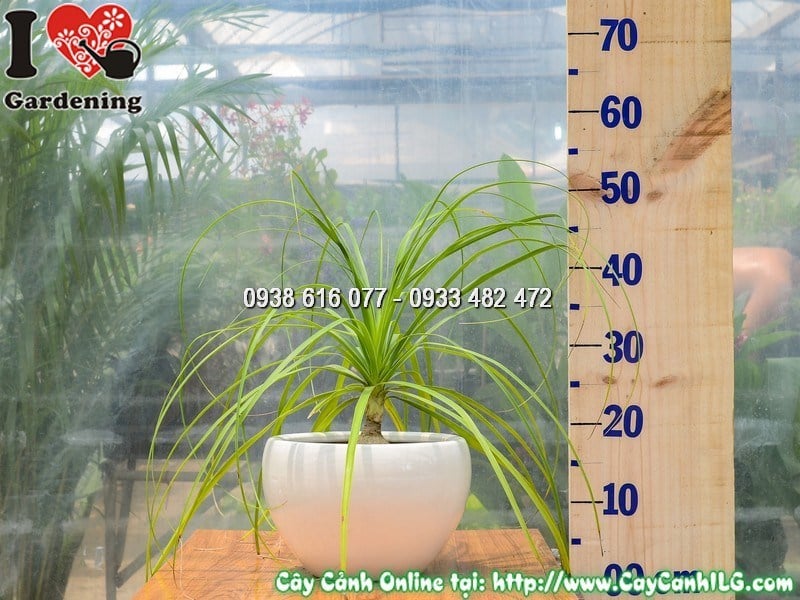 Chậu cây lan bình rượu cao 30 cm mẫu 1 – cây nội thất sang trọng tại ILG