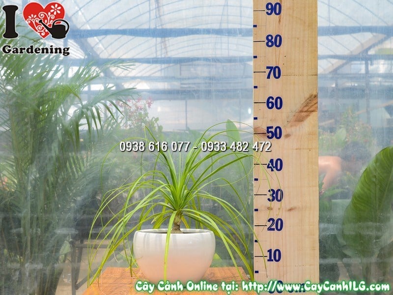 Cây lan bình rượu mẫu 1 – gốc phình to hình bình rượu đặc trưng