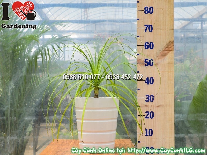 Chậu cây lan bình rượu cao 30 cm mẫu 4 - dáng kiểng độc đáo