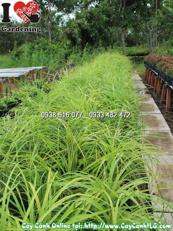 Cây lan bình rượu mẫu 4 - quà tặng ý nghĩa khai trương sinh nhật
