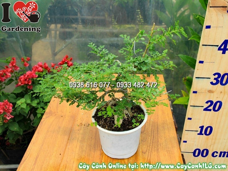 Cây cần thăng mini bonsai cao 30cm dáng bonsai tinh tế để bàn