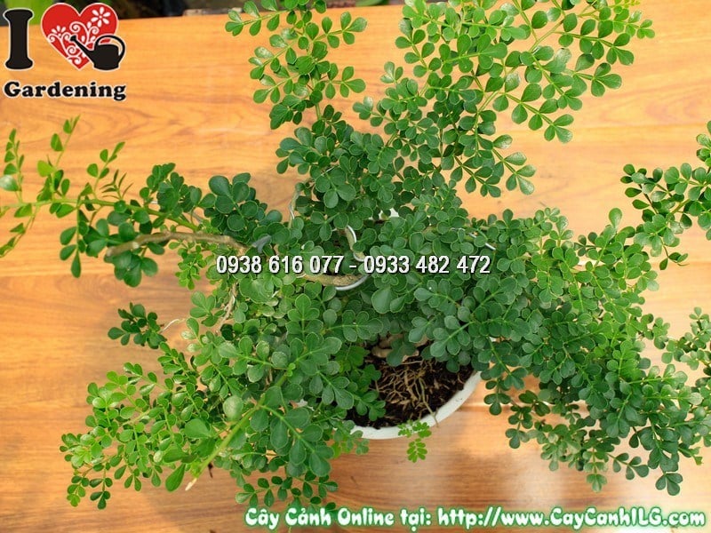 Cây cần thăng mini bonsai 30cm - lá kép xanh bóng, thân uốn duyên dáng