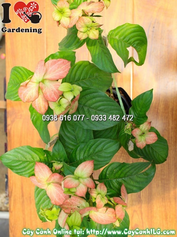 Cây bướm hồng 30cm tại vườn ILG