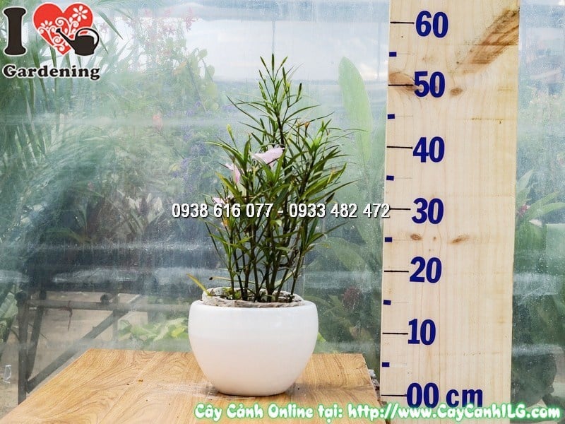 Hoa Chiều Hồng tím mỏng manh đặc trưng của loài Ruellia brittoniana