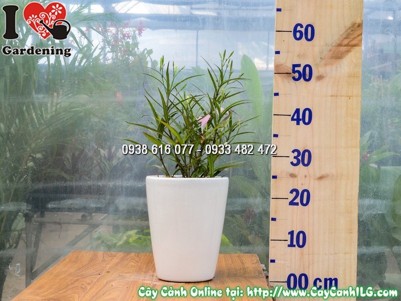 Cây Chiều Hồng Mẫu 4 phát triển đầy đặn trong chậu