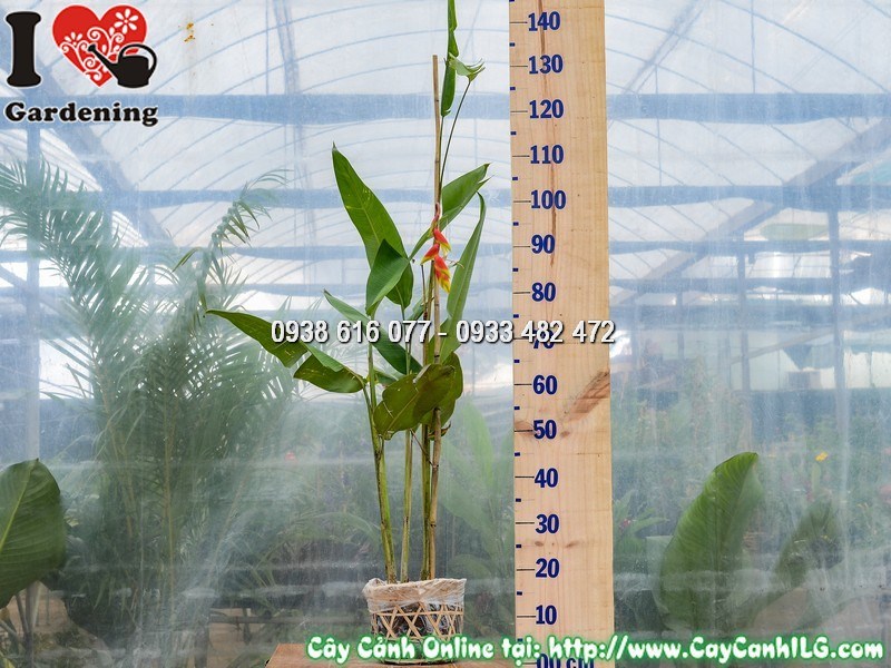 Hoa chuối pháo Heliconia rostrata – bắc hoa đỏ rủ xuống đặc trưng