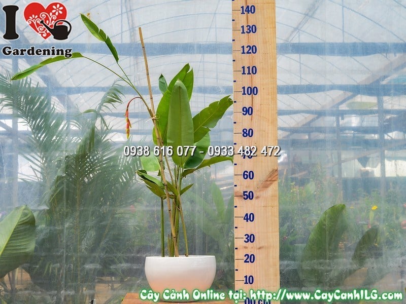Chậu cây chuối pháo cao 90cm mẫu 1 đẹp tại ILG
