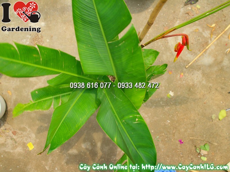 Chậu cây chuối pháo trưng bày tại vườn ILG