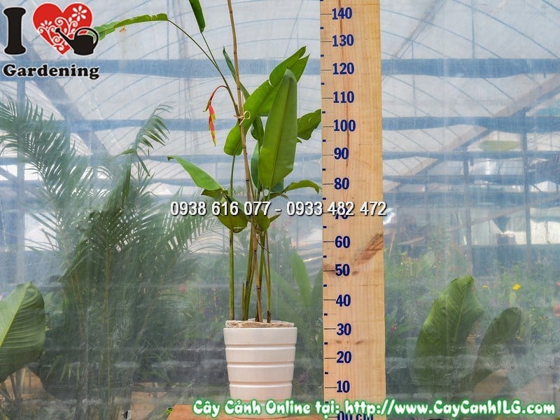 Chậu cây chuối pháo Heliconia Rostrata hoa rủ đẹp tại ILG