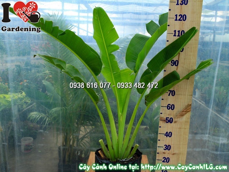 Cây chuối rẻ quạt tán lá xòe rộng đẹp mắt