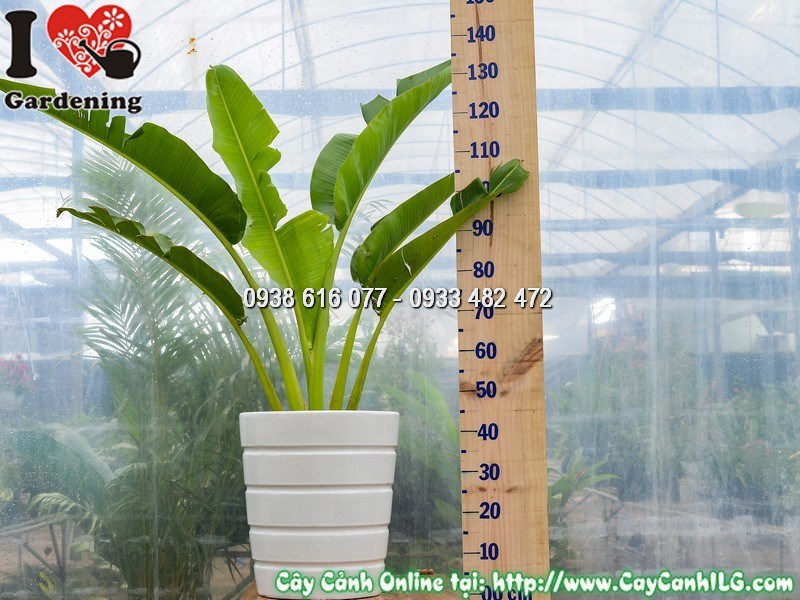 Chậu cây chuối rẻ quạt cao 1m Mẫu 4 – dáng tán xòe đẹp, sang trọng
