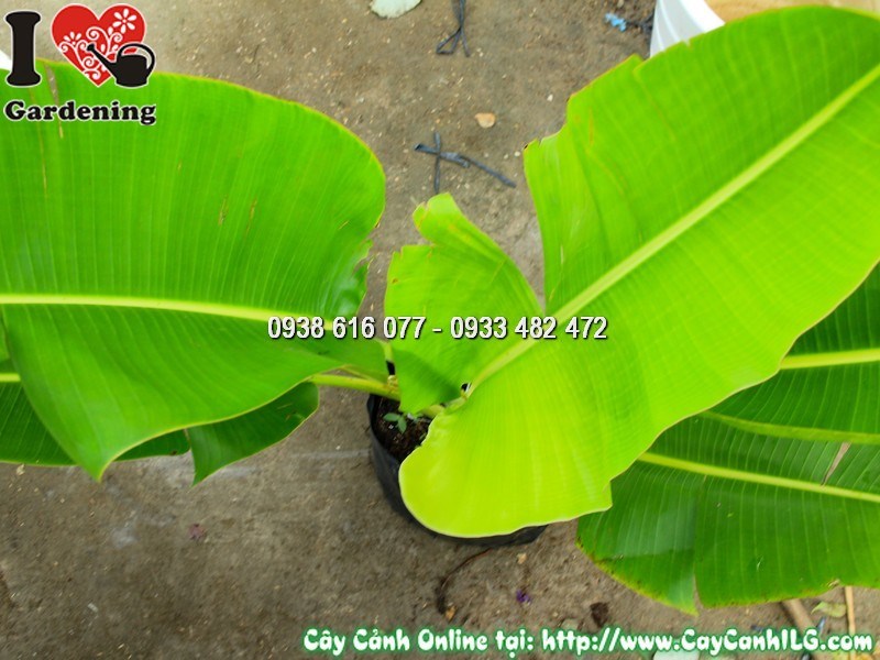 Chậu cây chuối rẻ quạt 1m Mẫu 4 – tạo cảnh quan nhiệt đới ấn tượng