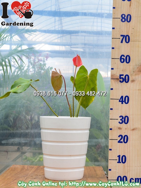 Chậu cây Đại Hồng Môn hoa đỏ giống mới – màu sắc rực rỡ