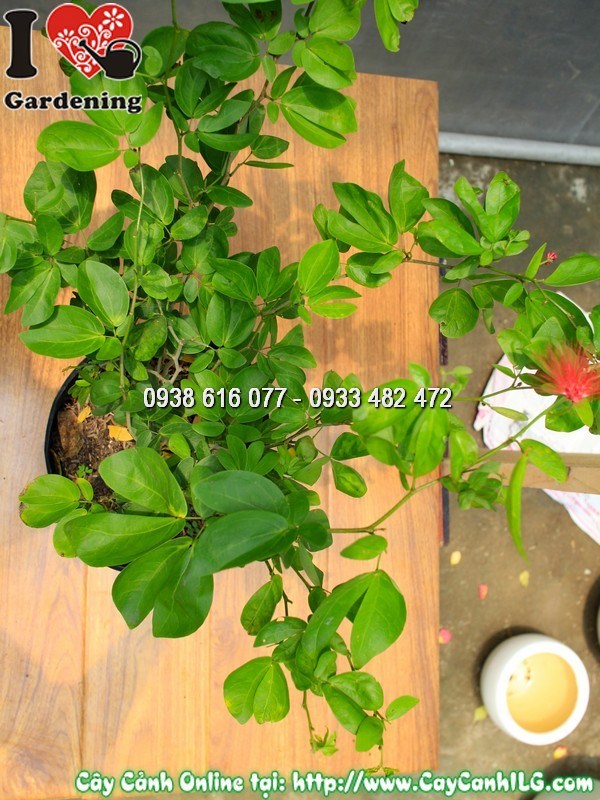 Lộ trình phát triển cây điệp lào từ 50cm