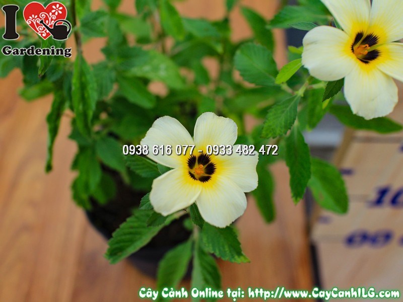 Nhân giống cây Đông Hầu Trắng bằng cành giâm và hạt