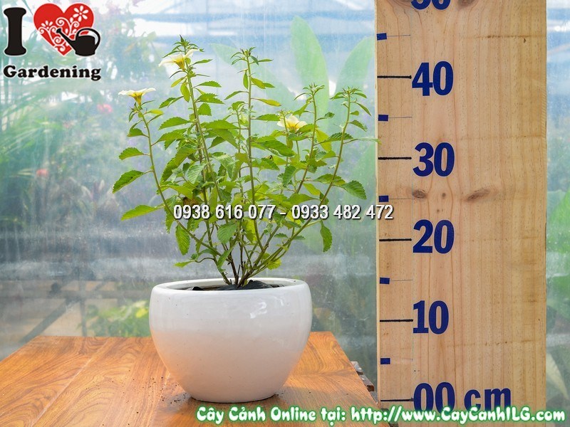 Chăm sóc chậu cây Đông Hầu Trắng đúng kỹ thuật