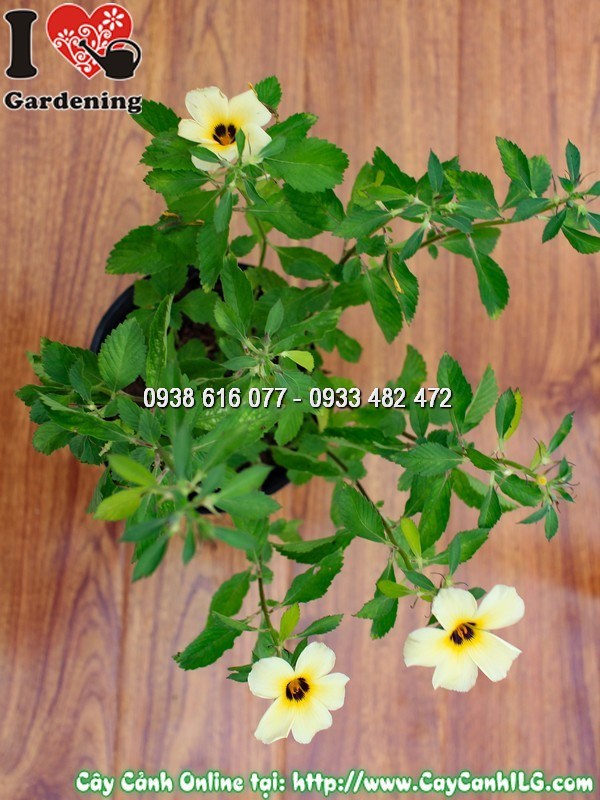 Chậu Đông Hầu Trắng trang trí không gian phong thủy tươi sáng