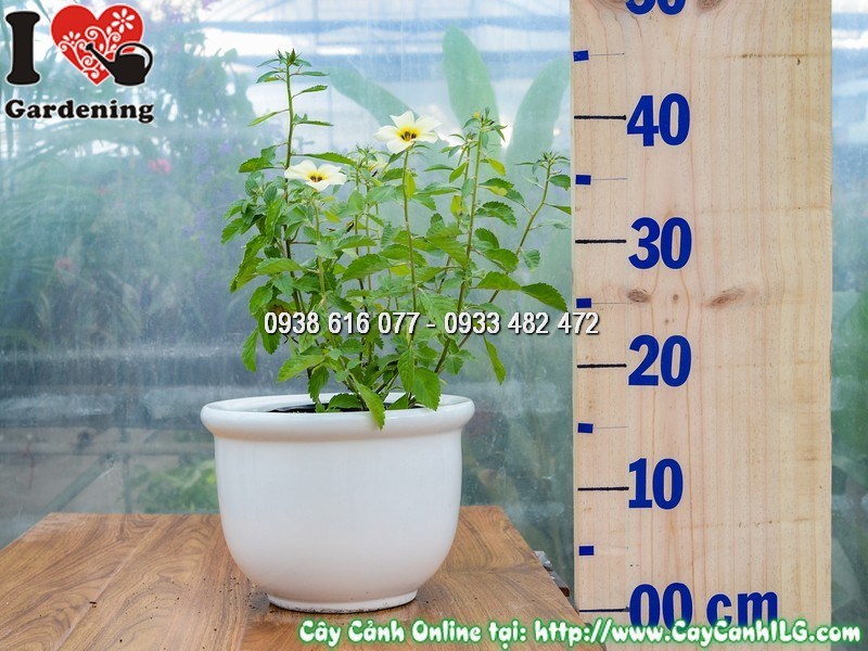 Chậu cây Đông Hầu Trắng cao 20cm hoa trắng mắt đen xinh xắn