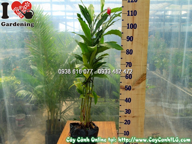 Cây Hạnh Phúc Hoa Đỏ Cao 80 cm tại vườn ILG