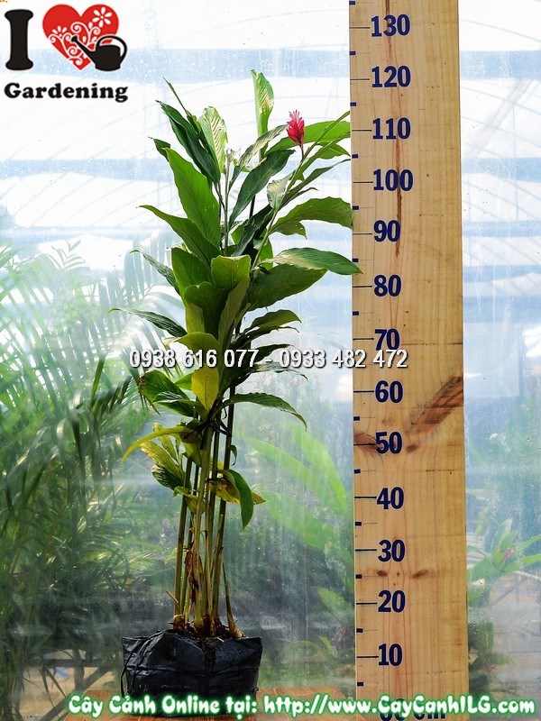 Cụm hoa đỏ rực rỡ của cây Hạnh Phúc cao 80 cm