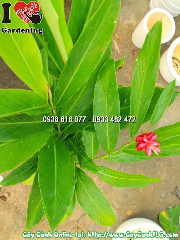 Hoa hạnh phúc đỏ rực – cụm hoa hình nón đặc trưng của cây Alpinia purpurata