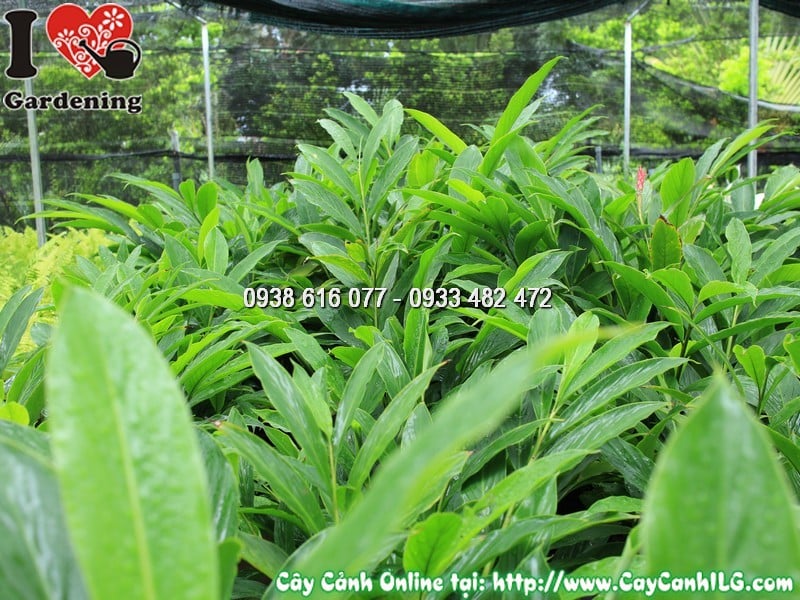 Chậu cây hạnh phúc hoa đỏ 80cm mẫu 1 – phù hợp trồng công viên và cảnh quan