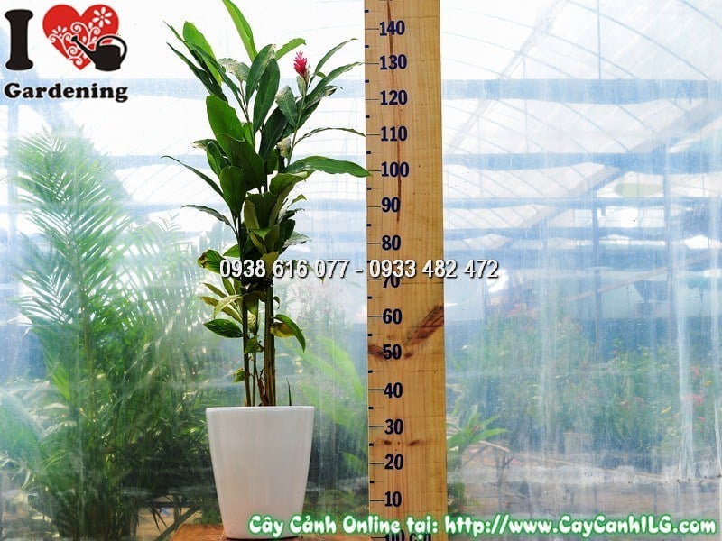 Chậu cây Hạnh Phúc Hoa Đỏ Mẫu 4a – thích hợp khí hậu nhiệt đới TP.HCM