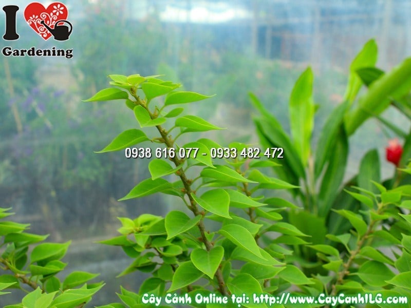 Cây hoa giấy Mỹ trồng cảnh quan sân vườn biệt thự