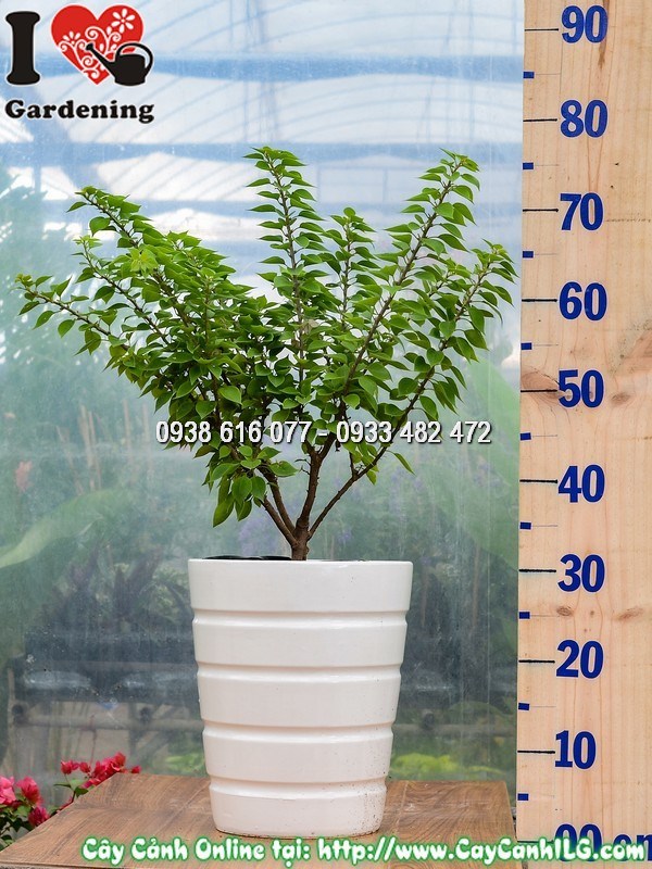 Chậu cây hoa giấy Mỹ rực rỡ sắc màu