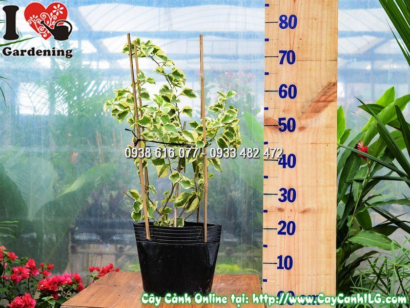 Cây hoa giấy cẩm thạch cao 60cm tại vườn ILG