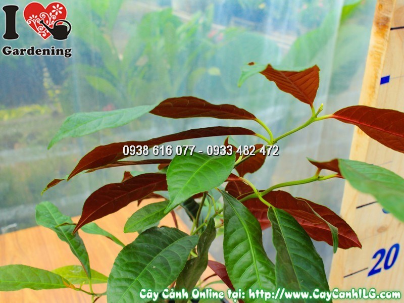 Cây liễu hai da – tán lá dày đẹp, phù hợp trang trí đa dạng không gian