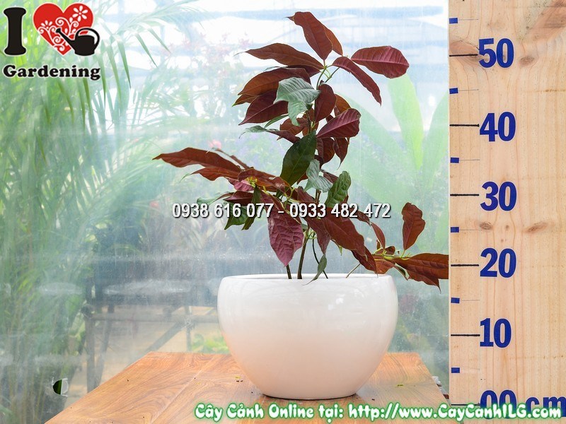 Cây liễu hai da cao 30cm – tươi tốt dưới ánh nắng tự nhiên